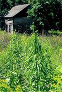 Faribault Trading Post