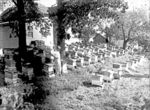 John Sames, Beekeeper   